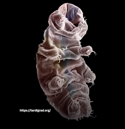 Classification and Naming of Different Tardigrade Species