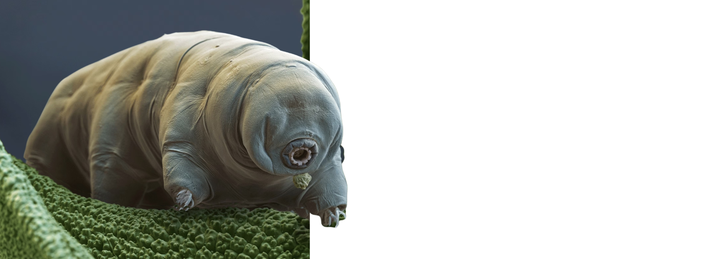 Tardigrades - Water Bear