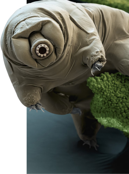 Molecular Biology - Tardigrades - Water Bear