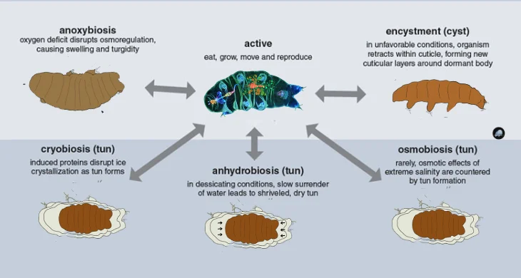The Legacy of Miniature Painting Tradition