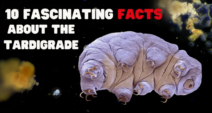 Facts About the Tardigrade