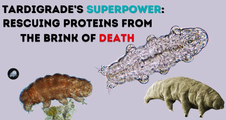 Rescuing Proteins from the Brink of Death