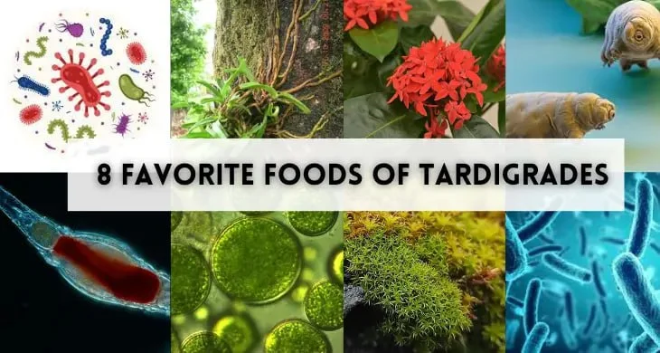 8 Favorite Foods of Tardigrades