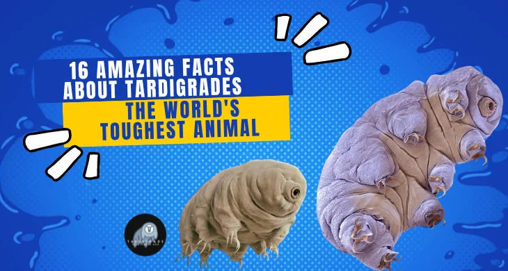 16 amazing facts